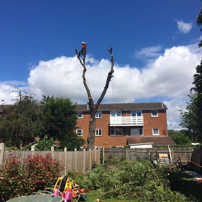 A Diseased Ash Tree