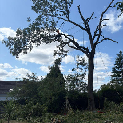 Ash Tree Pollarding in Nottingham