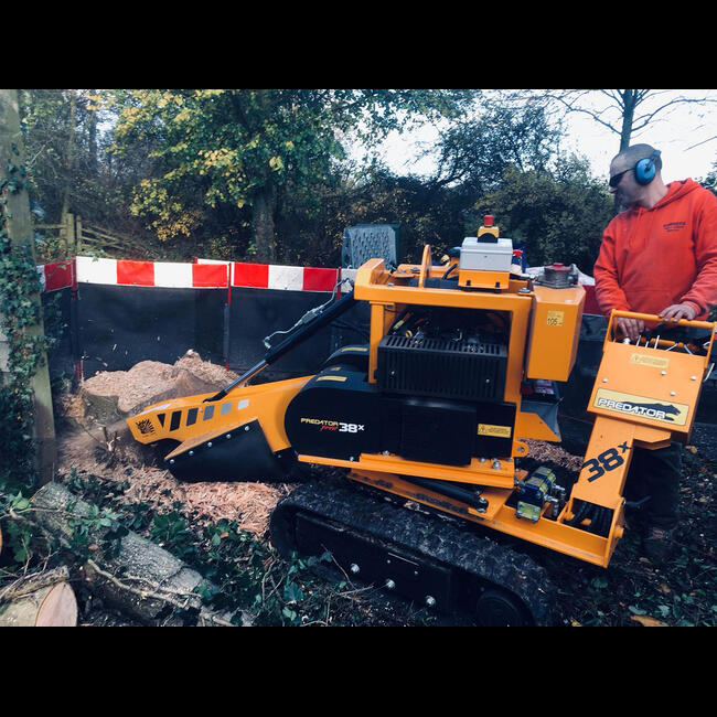 Nottingham Ash Stump Removal | Summers Tree And Garden Services | Tree ...