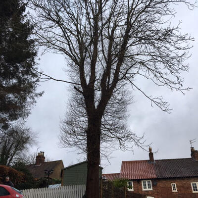 Ash Tree Versus Ivy