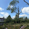 Pollarding can look drastic but it can actually help to prolong the life of a tree