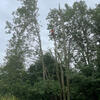 Carrying out tree surgery on this group of large ash trees in Nottingham