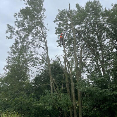 Reducing Ash Trees