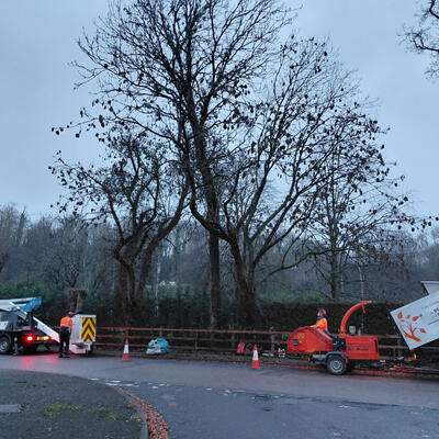 Tree Surgeon Nottingham: Felling an Ash Tree