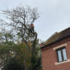 There was no alternative but to fell this Ash tree in the village of Kelham near Newark.