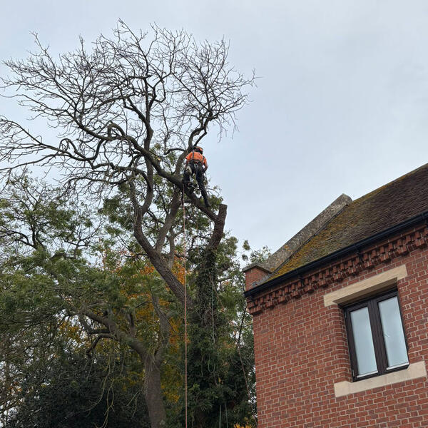 Tree Surgery in Kelham, Nottingham