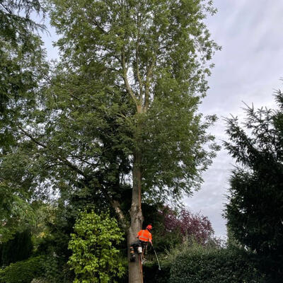 Ash Tree Surgery in Nottingham