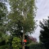 This tall and graceful ash tree in Nottingham required a little care and attention