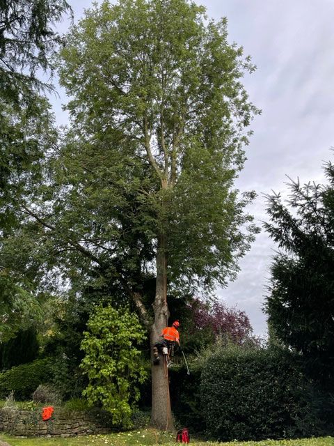 Ash Tree Surgery in Nottingham