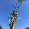 After reducing this large beech tree, we brought in the the Stump Grinder!