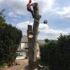 After reducing this large beech tree, we brought in the the Stump Grinder!