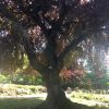 This beautiful old beech tree needed a little life breathing into it - here's what we did to save it...