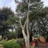 It might seem a pity but this Beech tree in Nottingham had to go...