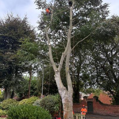 Beech Tree Surgery in Nottingham