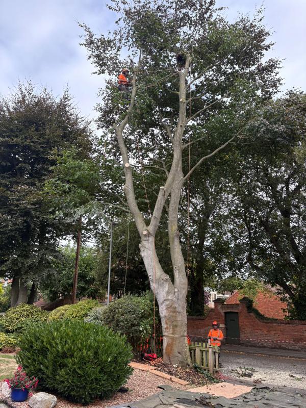 Beech Tree Surgery in Nottingham