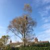 Towering over these properties in Nottingham, this birch tree was getting a little out of hand
