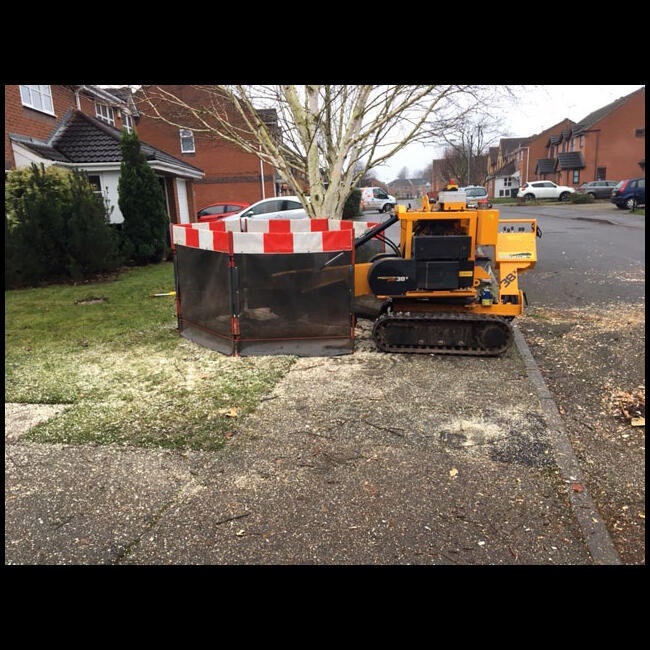 Nottingham Silver Birch Stump Removal | Summers Tree And Garden ...