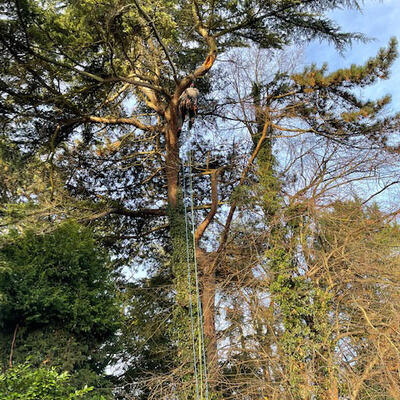 Tidying a Cedar Tree