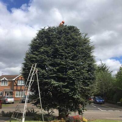 Cedar Tree Reduction