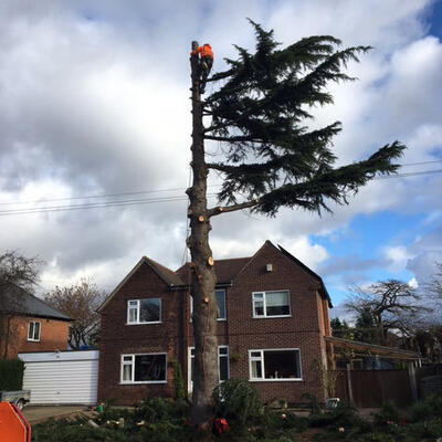 Overgrown Cedar