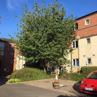 Overgrown Cherry Tree