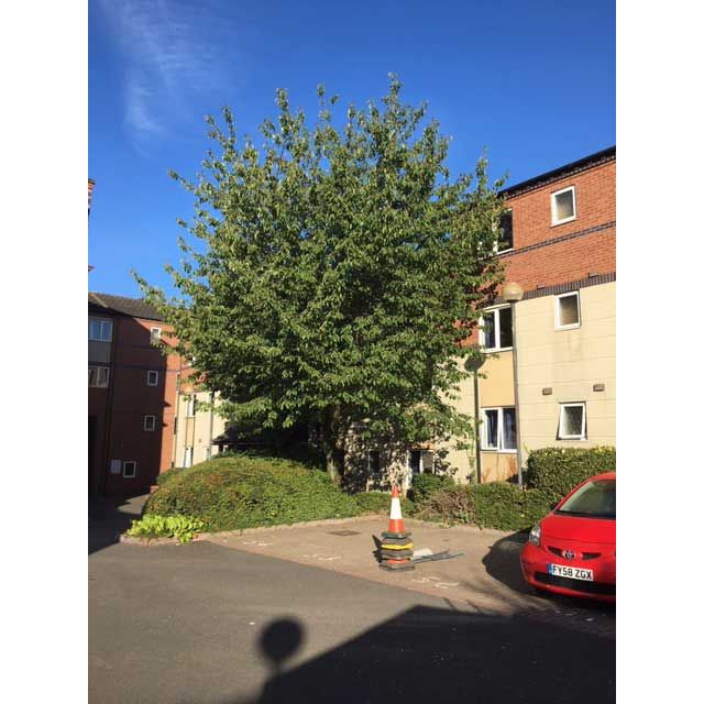 Nottingham Overgrown Cherry Tree Summers Tree And Garden Services