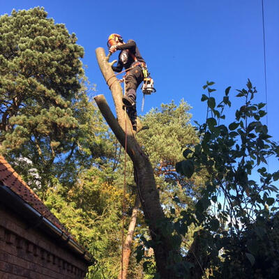 Cherry Tree Removed