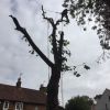 Working under the stormy skies of Nottingham, here we are, safely felling this Chestnut.