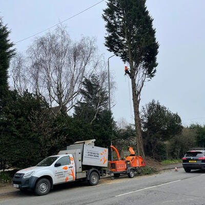 Felling Conifers in Nottingham