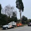 These conifers were creating havoc in the surrounding area