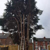 All too often we're faced with clearing up after a rogue trader has had a go at tree surgery - oh dear!