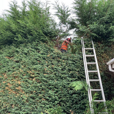 Tidying Conifers in Nottingham