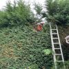 This cluster of conifers had got a little out of hand and required some taming