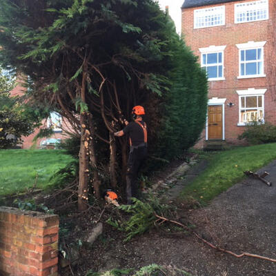 Conifer Removal