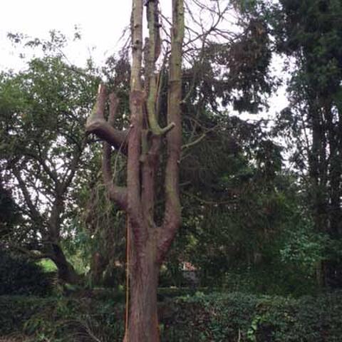 Removing Conifers in Nottingham
