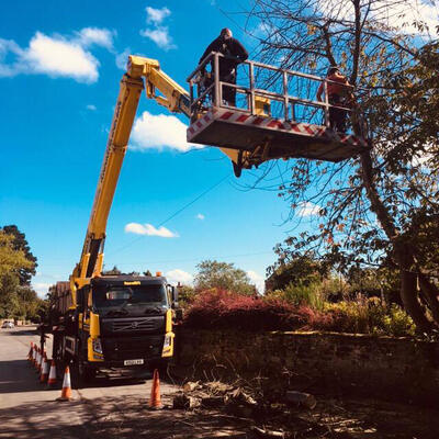 Dead Cherry Removal