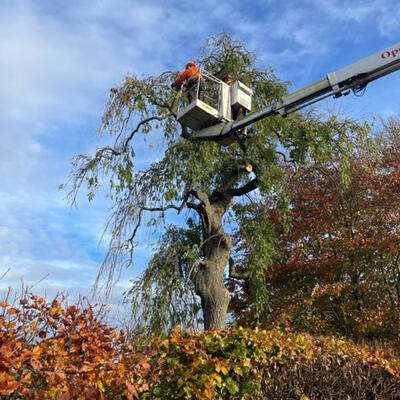 Decayed Ash Tree in Nottingham