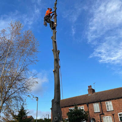 Felling a Diseased Beech Tree