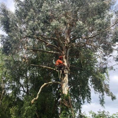 Eucalyptus Tree Felling