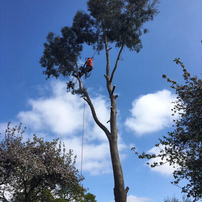 Eucalyptus Removal