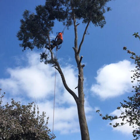 Eucalyptus Removal