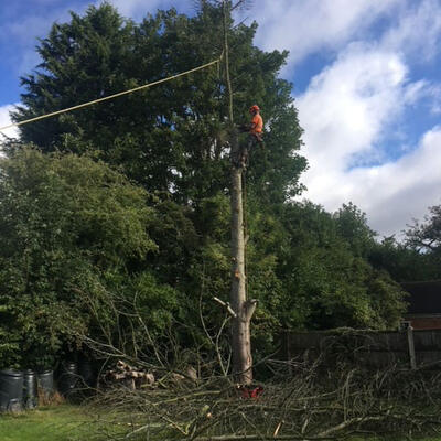 Felling a Dead Cedar