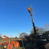 This oak in Nottinghamshire was just in the wrong place and felling couldn't be avoided
