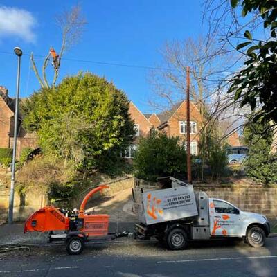 Felling a Beech Tree