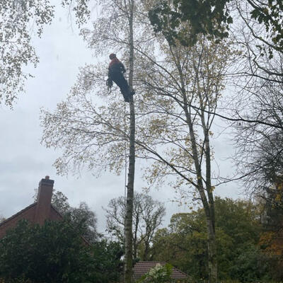 Felling a Birch Tree in Nottingham