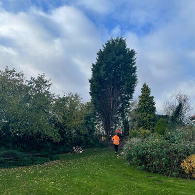 Felling a Spindly Conifer