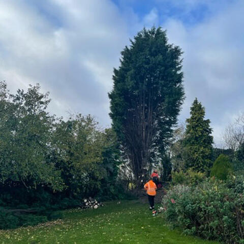 Felling a Spindly Conifer