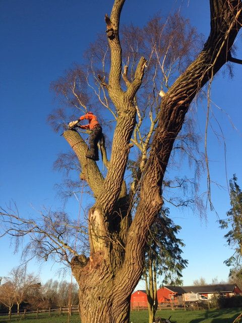 Felling a Damaged Willow
