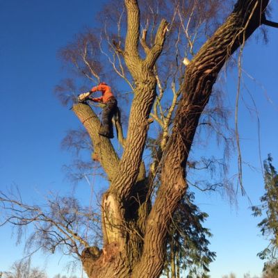Felling a Damaged Willow