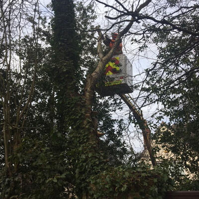 Felling a Dead Silver Birch